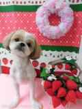 Dogsalon Ease(ɥå󥤡)