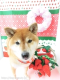 Dogsalon Ease(ɥå󥤡)