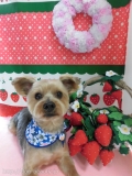 Dogsalon Ease(ɥå󥤡)