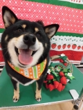 Dogsalon Ease(ɥå󥤡)