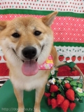 Dogsalon Ease(ɥå󥤡)