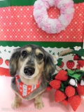 Dogsalon Ease(ɥå󥤡)