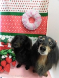 Dogsalon Ease(ɥå󥤡)