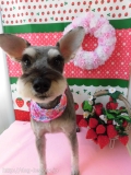 Dogsalon Ease(ɥå󥤡)