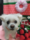 Dogsalon Ease(ɥå󥤡)