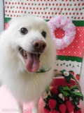 Dogsalon Ease(ɥå󥤡)