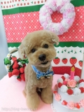 Dogsalon Ease(ɥå󥤡)