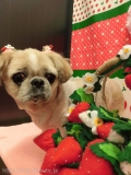Dogsalon Ease(ɥå󥤡)