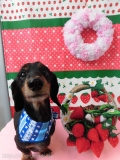 Dogsalon Ease(ɥå󥤡)
