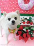 Dogsalon Ease(ɥå󥤡)