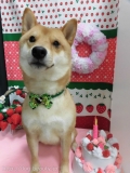 Dogsalon Ease(ɥå󥤡)