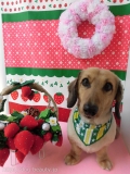 Dogsalon Ease(ɥå󥤡)