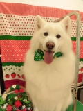 Dogsalon Ease(ɥå󥤡)