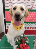 Dogsalon Ease(ɥå󥤡)