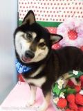 Dogsalon Ease(ɥå󥤡)