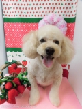 Dogsalon Ease(ɥå󥤡)
