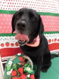 Dogsalon Ease(ɥå󥤡)