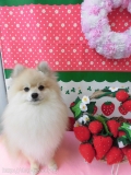 Dogsalon Ease(ɥå󥤡)