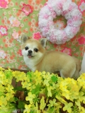 Dogsalon Ease(ɥå󥤡)
