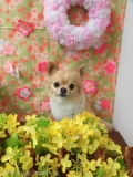 Dogsalon Ease(ɥå󥤡)