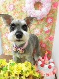 Dogsalon Ease(ɥå󥤡)