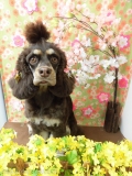 Dogsalon Ease(ɥå󥤡)