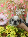 Dogsalon Ease(ɥå󥤡)