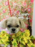 Dogsalon Ease(ɥå󥤡)