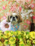 Dogsalon Ease(ɥå󥤡)