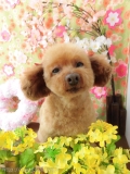 Dogsalon Ease(ɥå󥤡)