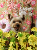 Dogsalon Ease(ɥå󥤡)