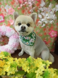 Dogsalon Ease(ɥå󥤡)