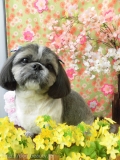Dogsalon Ease(ɥå󥤡)
