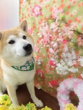 Dogsalon Ease(ɥå󥤡)