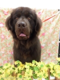 Dogsalon Ease(ɥå󥤡)