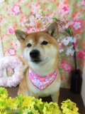 Dogsalon Ease(ɥå󥤡)