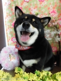Dogsalon Ease(ɥå󥤡)
