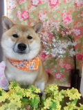 Dogsalon Ease(ɥå󥤡)