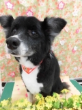 Dogsalon Ease(ɥå󥤡)