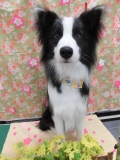 Dogsalon Ease(ɥå󥤡)