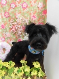 Dogsalon Ease(ɥå󥤡)