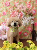 Dogsalon Ease(ɥå󥤡)