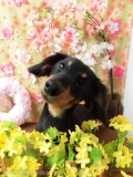 Dogsalon Ease(ɥå󥤡)