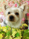 Dogsalon Ease(ɥå󥤡)