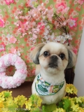 Dogsalon Ease(ɥå󥤡)