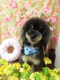 Dogsalon Ease(ɥå󥤡)