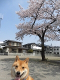 Dogsalon Ease(ɥå󥤡)