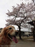 Dogsalon Ease(ɥå󥤡)