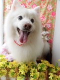 Dogsalon Ease(ɥå󥤡)