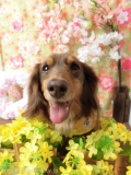 Dogsalon Ease(ɥå󥤡)